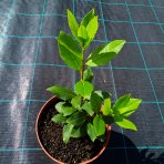 Vavrín pravý - Laurus nobilis (bobkový list) - výška 15-25 cm, kont. C2L